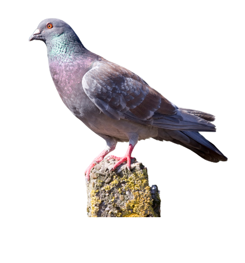 carrier pigeon